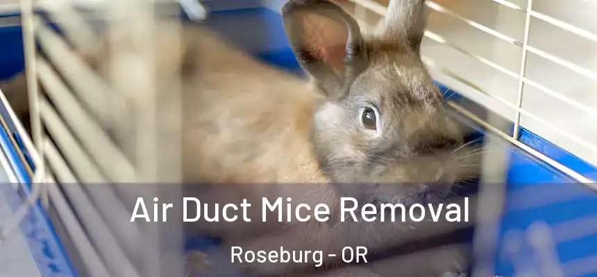 Air Duct Mice Removal Roseburg - OR